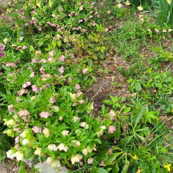 Hellebores Lenten Rose 4 plants $45 - Picture 6 of 7